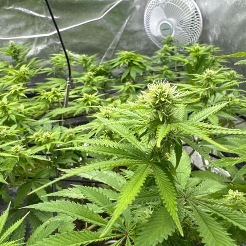 White Widow #2 growlog timeline photo