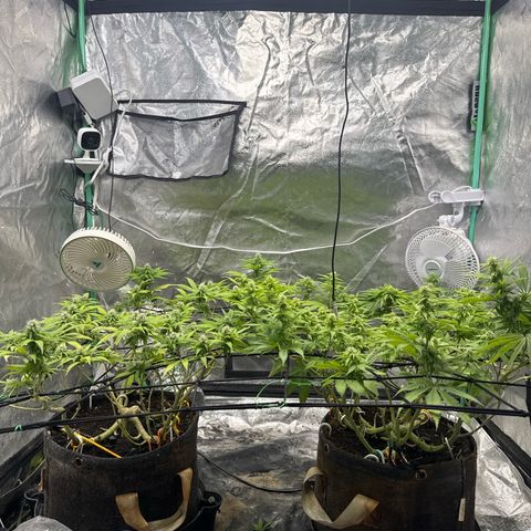 White Widow #2 growlog timeline photo