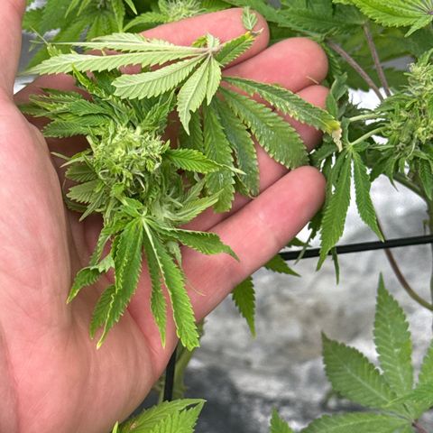 White Widow #2 growlog photo: Chopped off whatever the fuck this was 