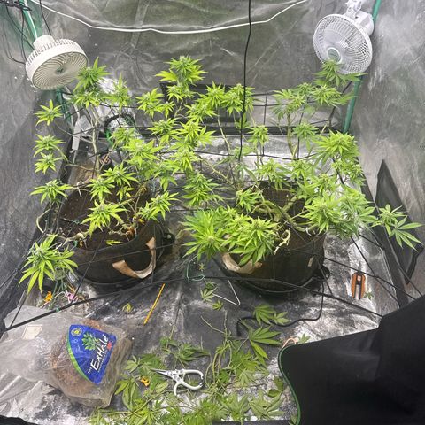 White Widow #2 growlog timeline photo