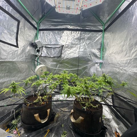 White Widow #2 growlog timeline photo