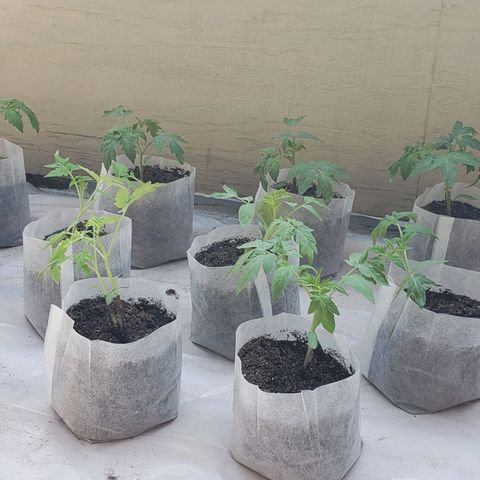 Genética desconocida growlog photo: Segundo trasplante en bolsas biodegradable