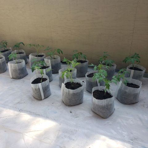 Genética desconocida growlog photo: Segundo trasplante en bolsas biodegradable
