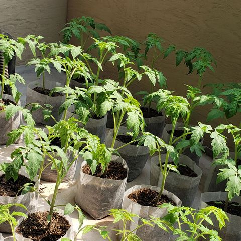 Genética desconocida growlog photo: Plantas de 35 dias