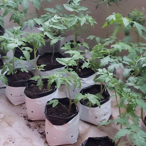 Genética desconocida growlog timeline photo