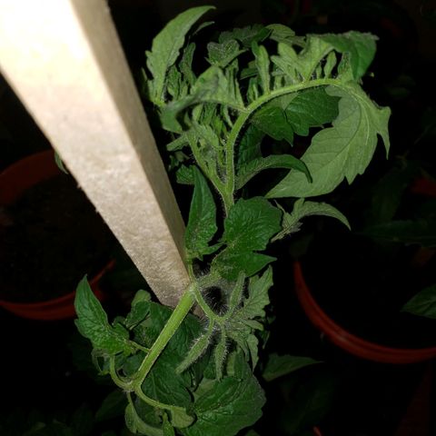 Genética desconocida growlog photo: Enchinamiento y enroscamiento foliar por altas temperaturas del día 1 y 2 de octubre