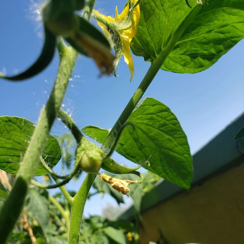 Genética desconocida growlog photo: Inicio de la fructificacion del tomate
