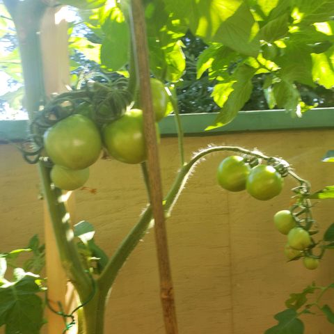 Genética desconocida growlog timeline photo