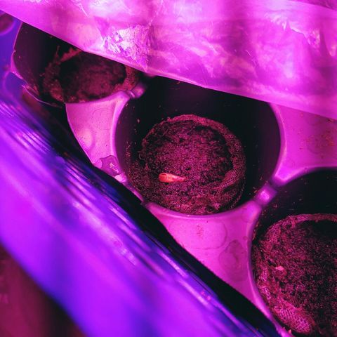 Critical #2 growlog photo: La plante a sorti cette semaine sans lumière. Je viens de la rallumer