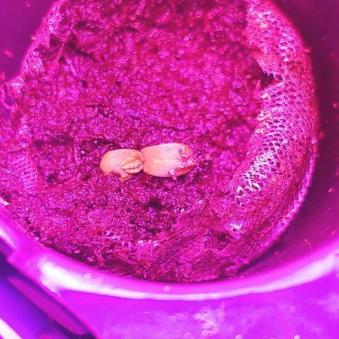 Critical #2 growlog photo: 2 premiere feuilles ce matin