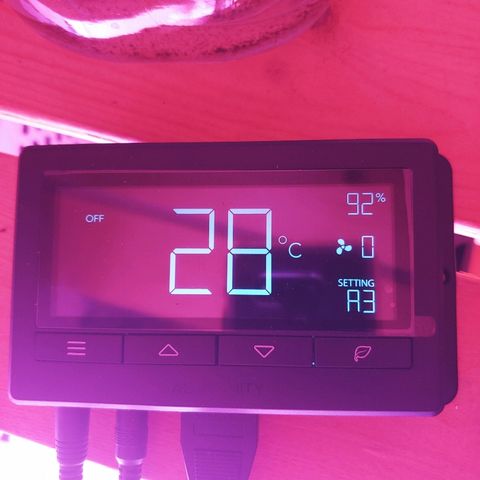 Critical #2 growlog photo: 2 premiere feuilles ce matin