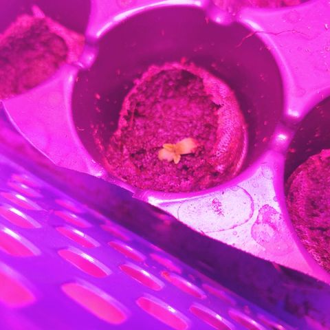 Critical #2 growlog timeline photo