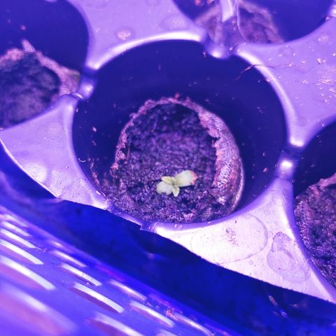 Critical #2 growlog timeline photo