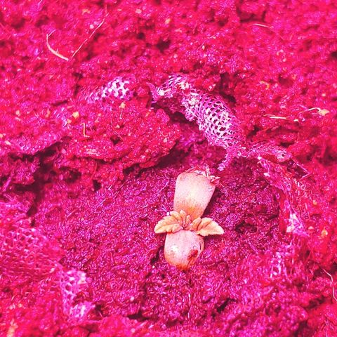 Critical #2 growlog timeline photo