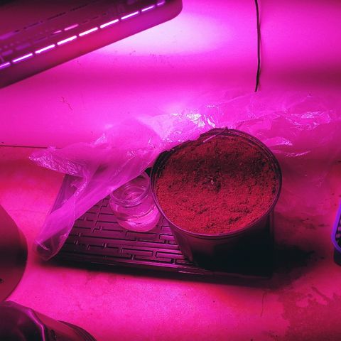 Critical #2 growlog timeline photo
