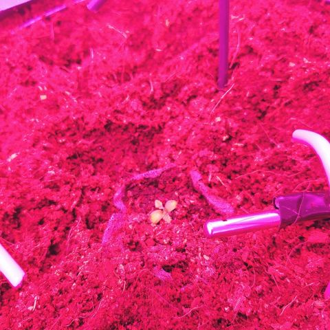Critical #2 growlog timeline photo