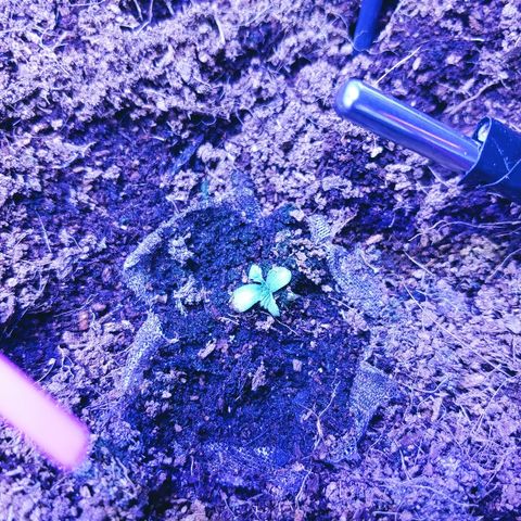 Critical #2 growlog timeline photo