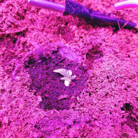 Critical #2 growlog photo: 15:40
