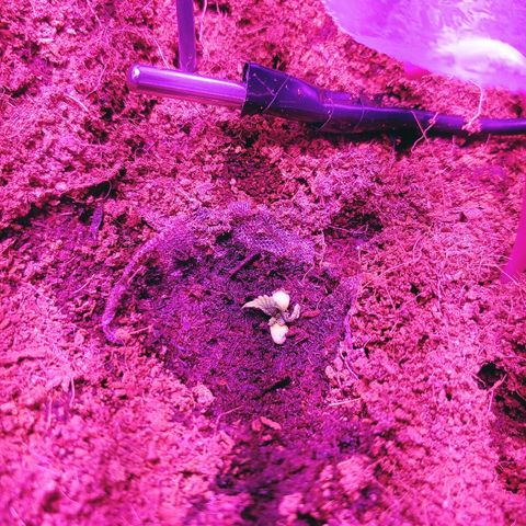 Critical #2 growlog timeline photo