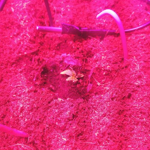 Critical #2 growlog photo: 16:30