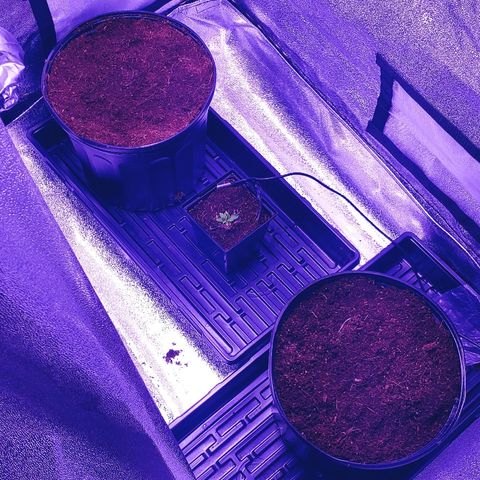 Northern light growlog timeline photo
