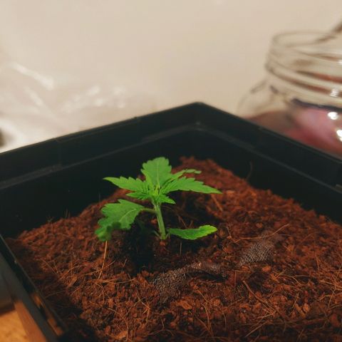 Critical #2 growlog timeline photo