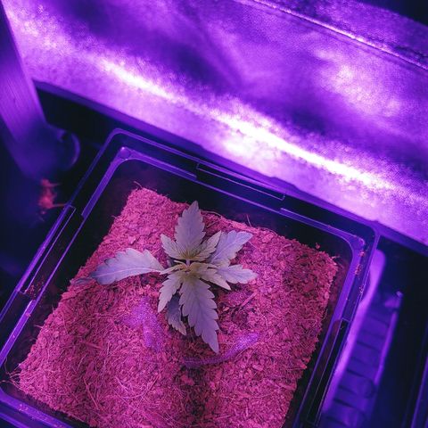 Northern light growlog photo: 6;30
