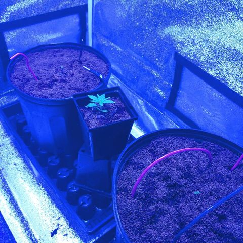Northern light growlog photo: 22:00
