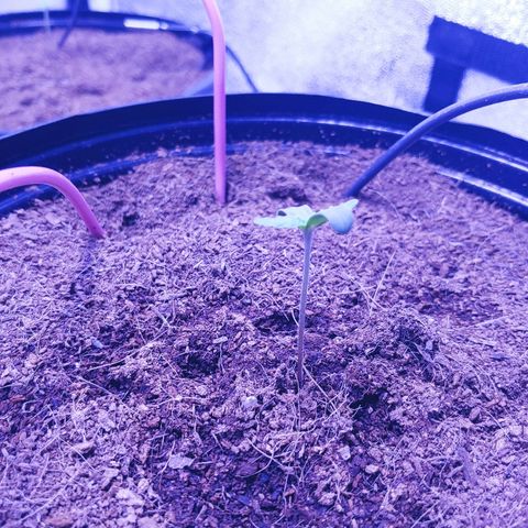 Northern light growlog timeline photo