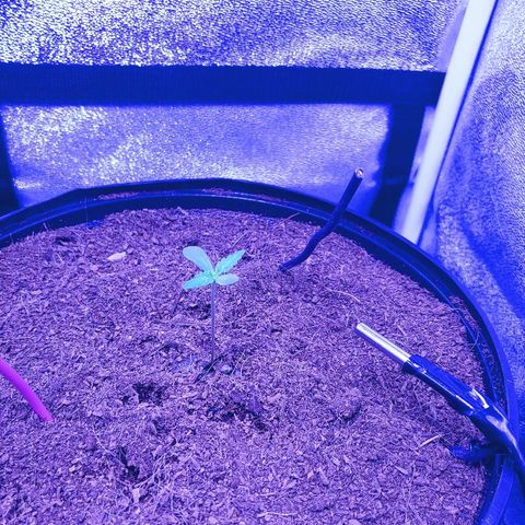 Northern light growlog timeline photo