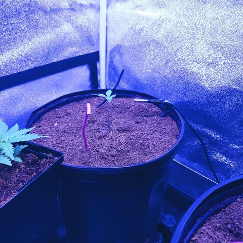 Northern light growlog photo: 13:30