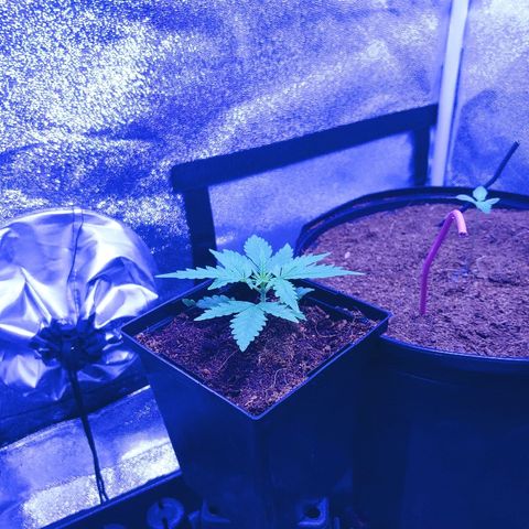 Northern light growlog photo: 13:30