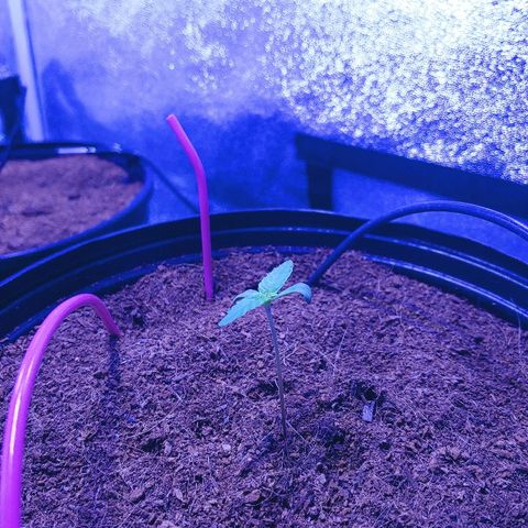 Northern light growlog photo: 13:30