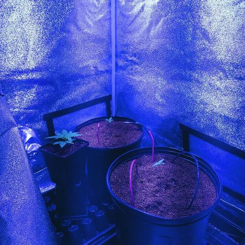 Northern light growlog photo: 13:30