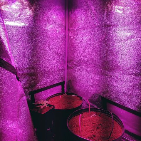 Northern light growlog photo: 13:30