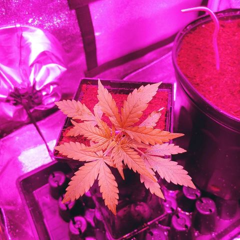 Northern light growlog photo: Chamgement de mix pour early grow+ .5ml/l de rizofuel