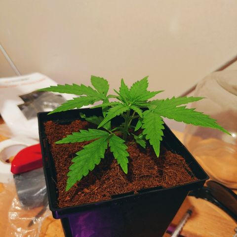 Northern light growlog photo: Chamgement de mix pour early grow+ .5ml/l de rizofuel