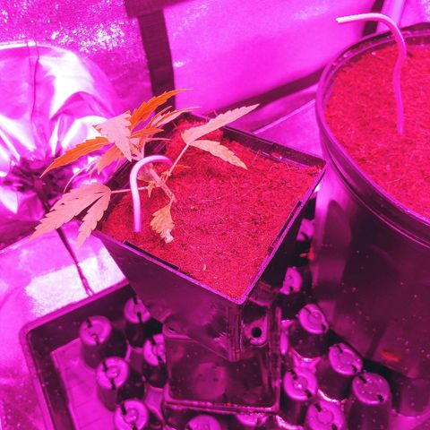 Northern light growlog photo: Chamgement de mix pour early grow+ .5ml/l de rizofuel