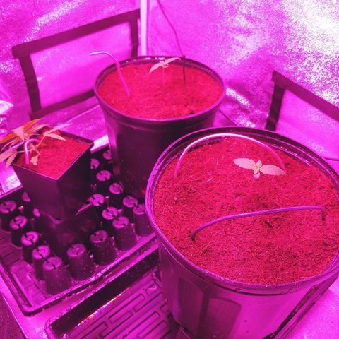Northern light growlog photo: Chamgement de mix pour early grow+ .5ml/l de rizofuel