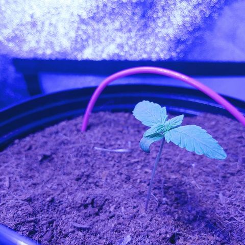 Northern light growlog photo: Chamgement de mix pour early grow+ .5ml/l de rizofuel