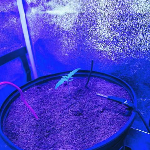 Northern light growlog photo: Chamgement de mix pour early grow+ .5ml/l de rizofuel