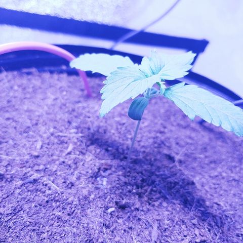 Northern light growlog timeline photo