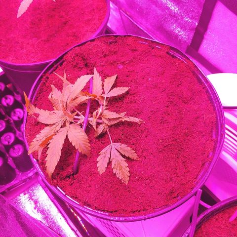 Northern light growlog timeline photo