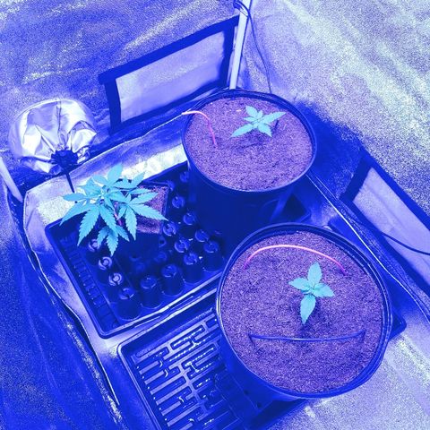 Northern light growlog timeline photo