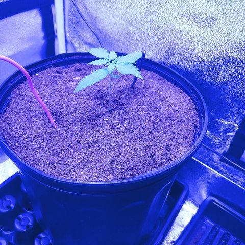Northern light growlog timeline photo