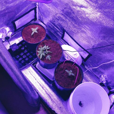 Northern light growlog timeline photo