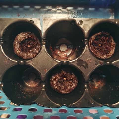 Northern light growlog photo: Les bâtards!