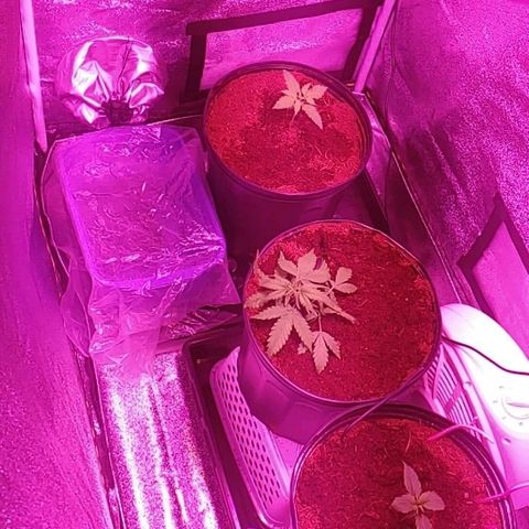 Northern light growlog photo: Ajout des bâtards