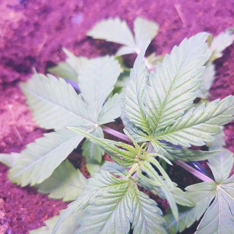 Northern light growlog photo: Lst
