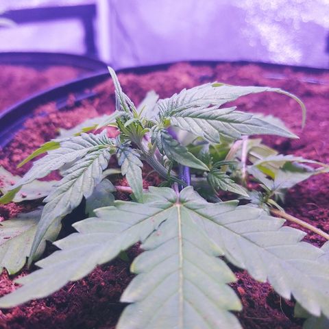 Northern light growlog photo: Lst